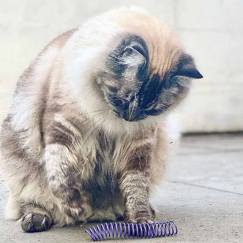 Pettadore Play Springs - Cat Feathers
