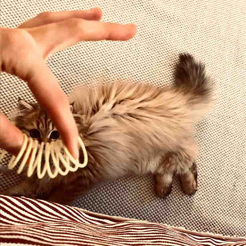 Pettadore Play Springs - Cat Feathers