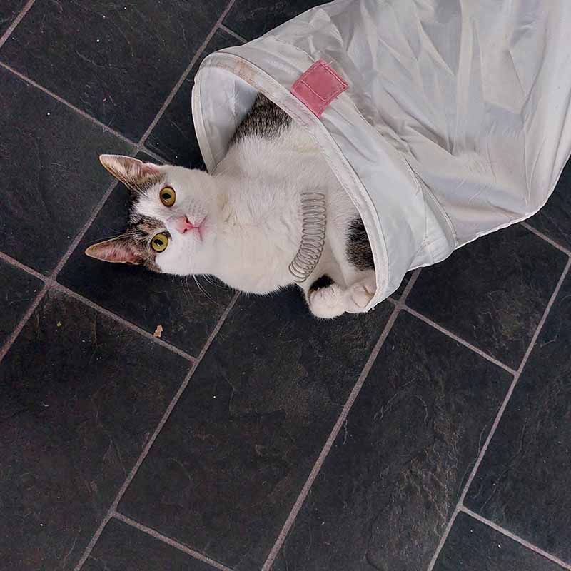 Pettadore Play Springs - Cat Feathers